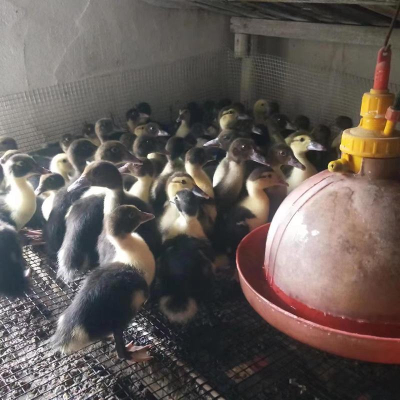正宗大种洋鸭苗，公司孵化场直销，包打疫苗包运费