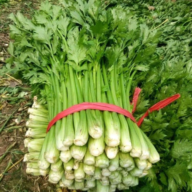 山东商河芹菜万亩基地西芹大量上市中，产地直发电联