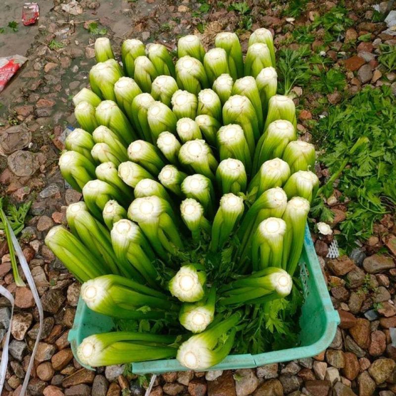 山东商河芹菜万亩基地西芹大量上市中，产地直发电联