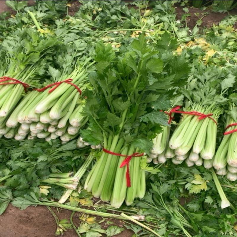 山东商河芹菜万亩基地西芹大量上市中，产地直发电联