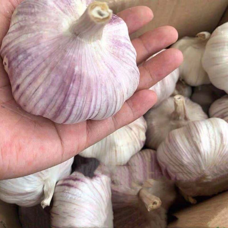 山东大蒜紫皮蒜干蒜产地直发一手货源，主要是大青棵蒜种