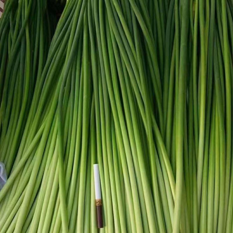 山东商河精品红帽/白帽蒜薹新蒜苔适合市场商超电商代发