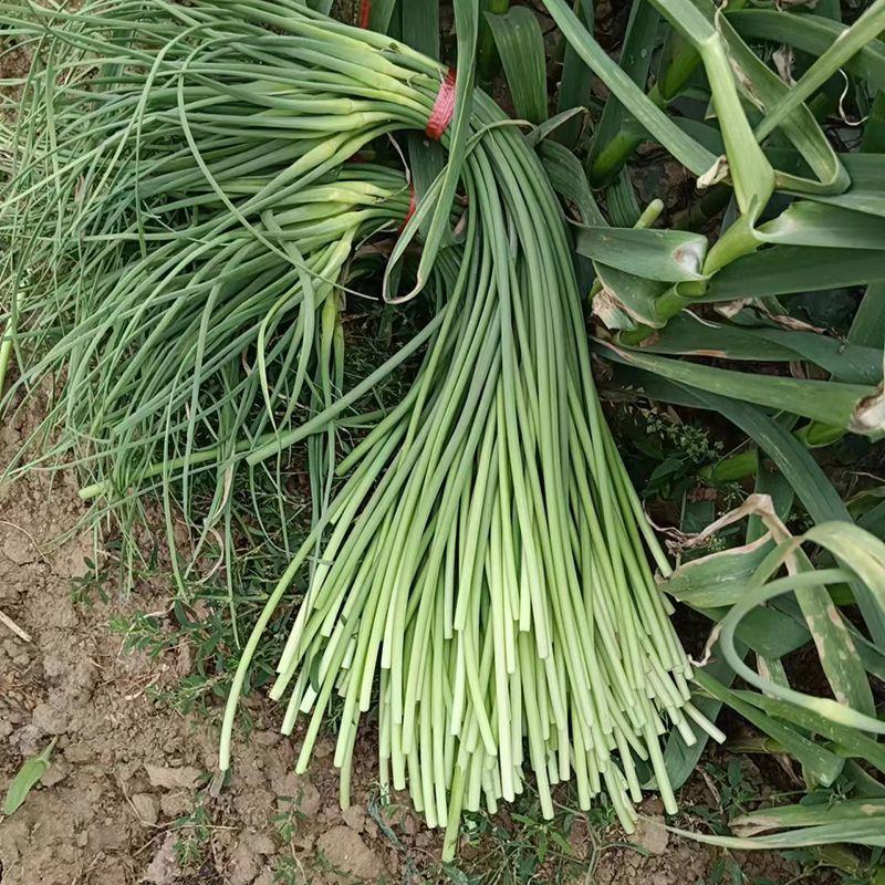 山东商河精品红帽/白帽蒜薹新蒜苔适合市场商超电商代发