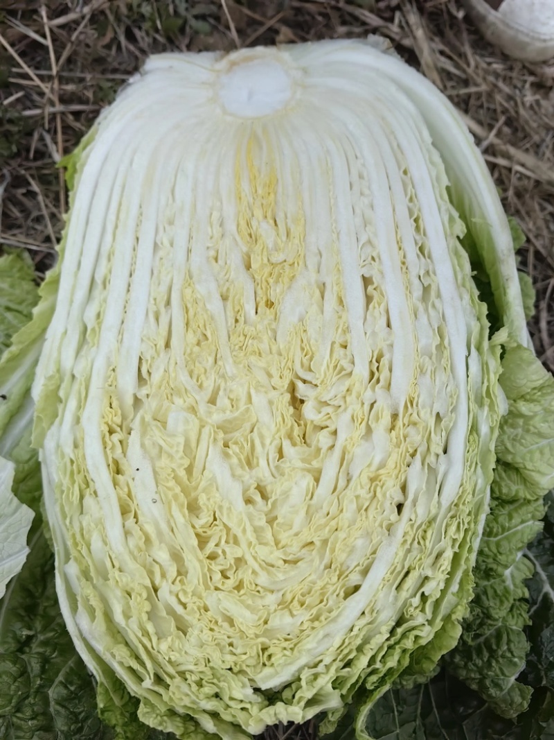 白菜黄心白菜四川黄心白菜产地直发对接全国市场电商