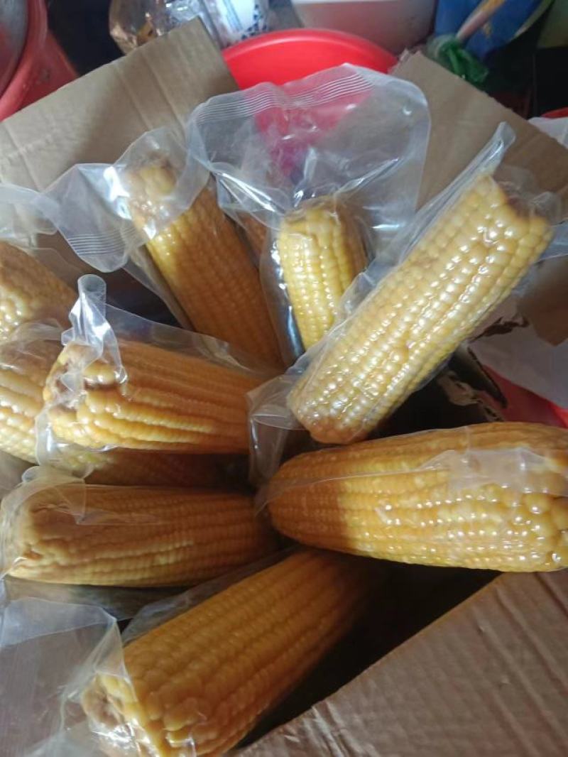 吉林黑土生产的黄金玉米软糯香甜，黑土养，辽水灌，欢迎各