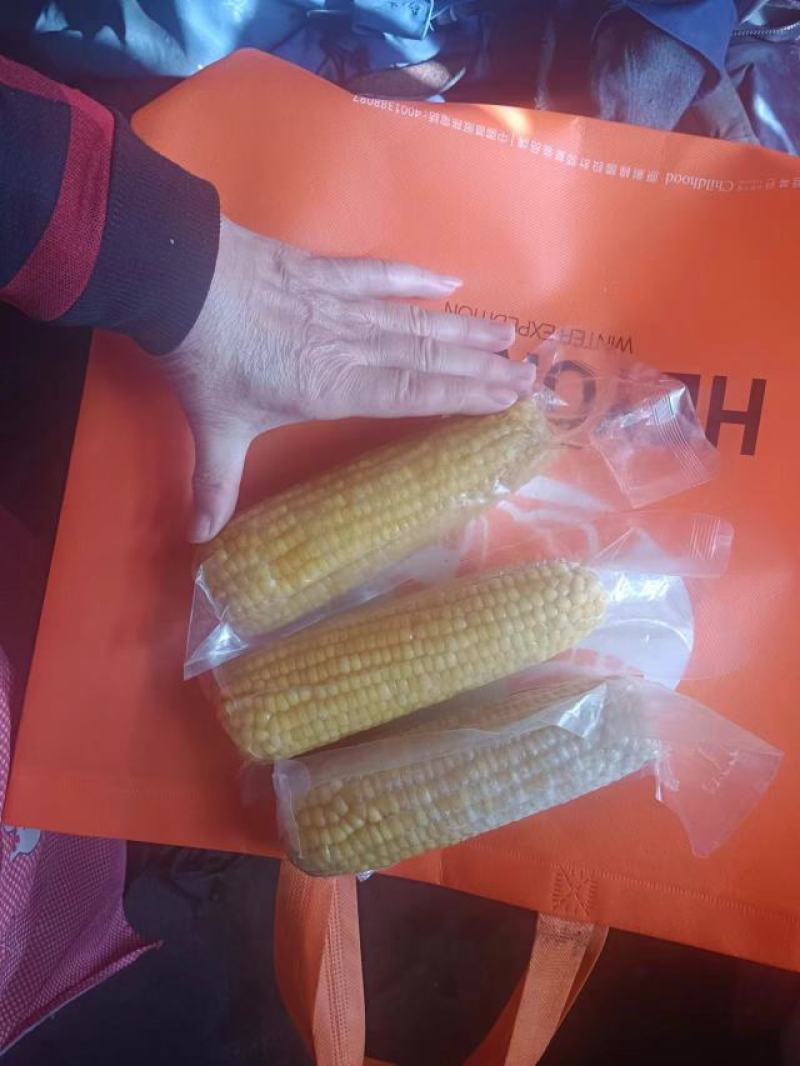 吉林黑土生产的黄金玉米软糯香甜，黑土养，辽水灌，欢迎各