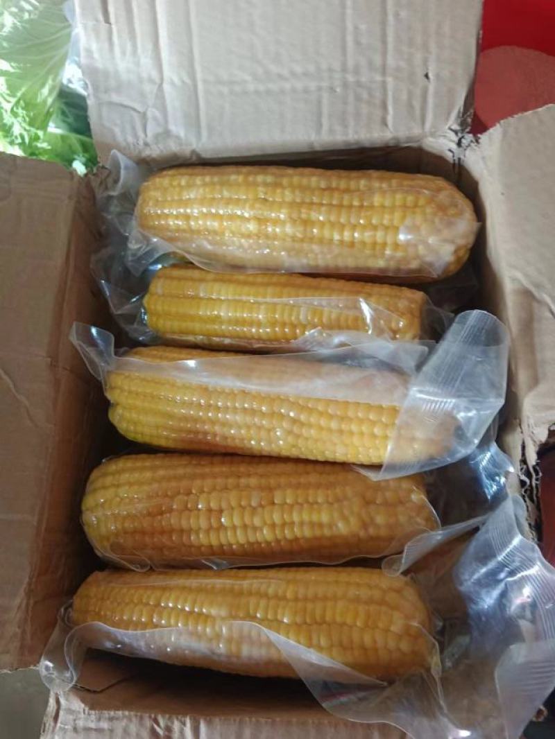 吉林黑土生产的黄金玉米软糯香甜，黑土养，辽水灌，欢迎各