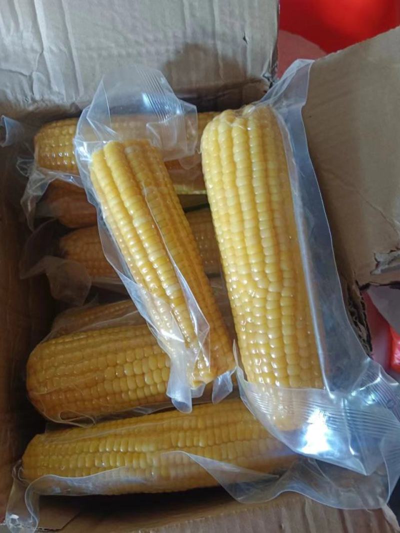 吉林黑土生产的黄金玉米软糯香甜，黑土养，辽水灌，欢迎各