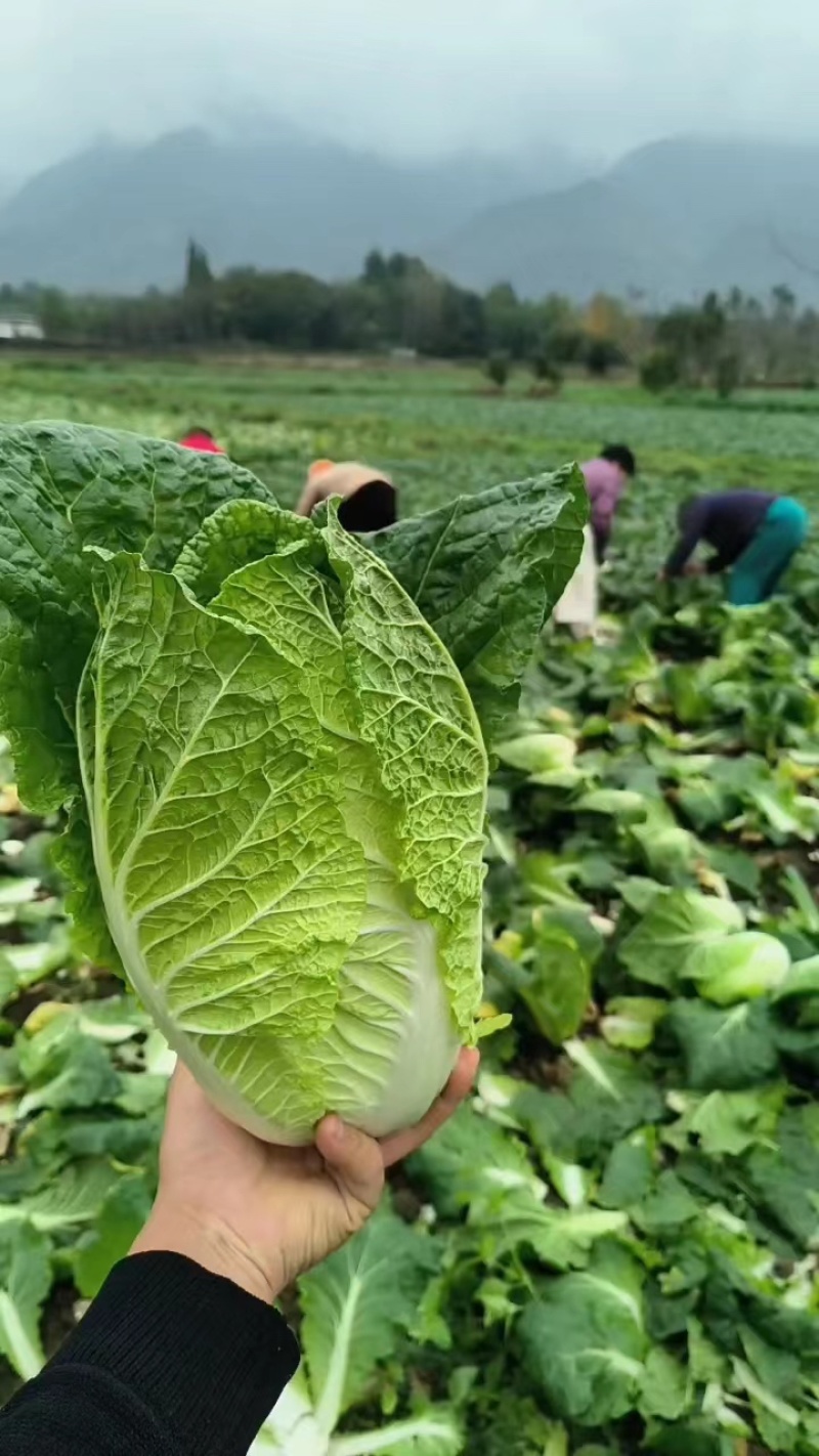 四川黄心白菜日供万吨可视频看货破损包赔欢迎咨询