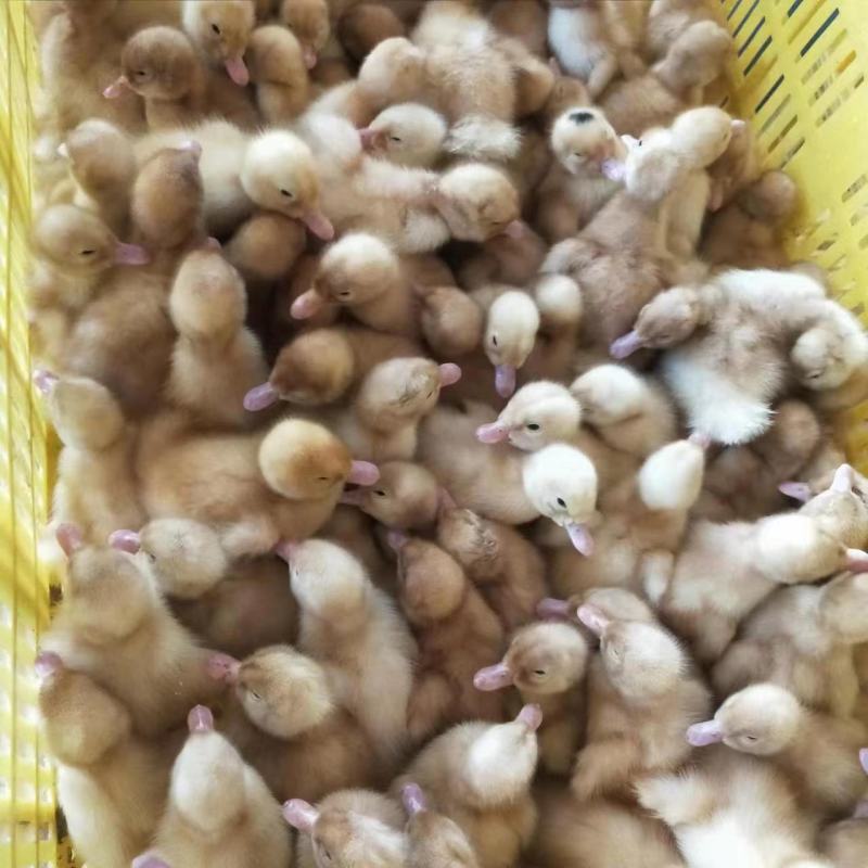 大种三花鹅苗，公司孵化场直销，包打疫苗包运费，量大优惠