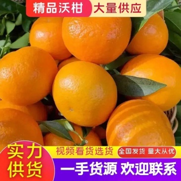 广西沃柑产地直供口感好汁水多供应全国电商商超社区团购
