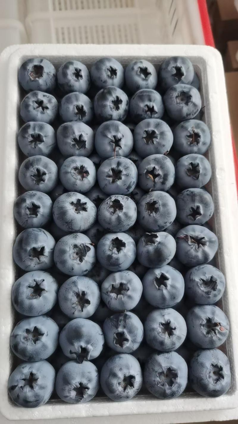 云南花香蓝莓L25-L11-F6全部有货，私域，抖音代发