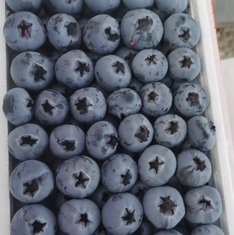 云南花香蓝莓L25-L11-F6全部有货，私域，抖音代发