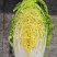 黄心大白菜一手货源菜园直发价格优惠量大可电话议价欢迎联系