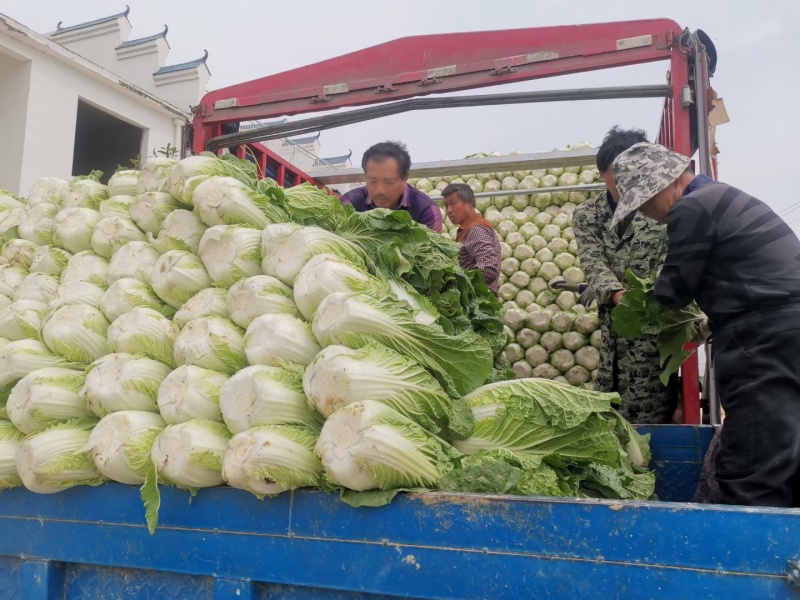 黄心大白菜一手货源菜园直发价格优惠量大可电话议价欢迎联系