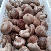 【优质】鲜香菇产地货源规格齐全保质保量量大发全国