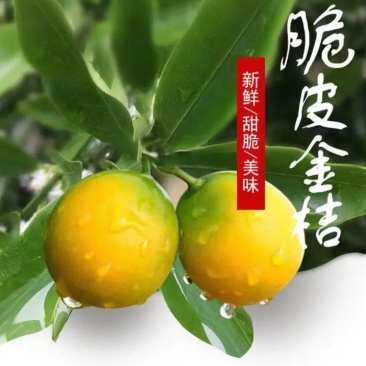 《热卖中》广西罗城优质脆皮金桔个头大汁水丰富可视频看