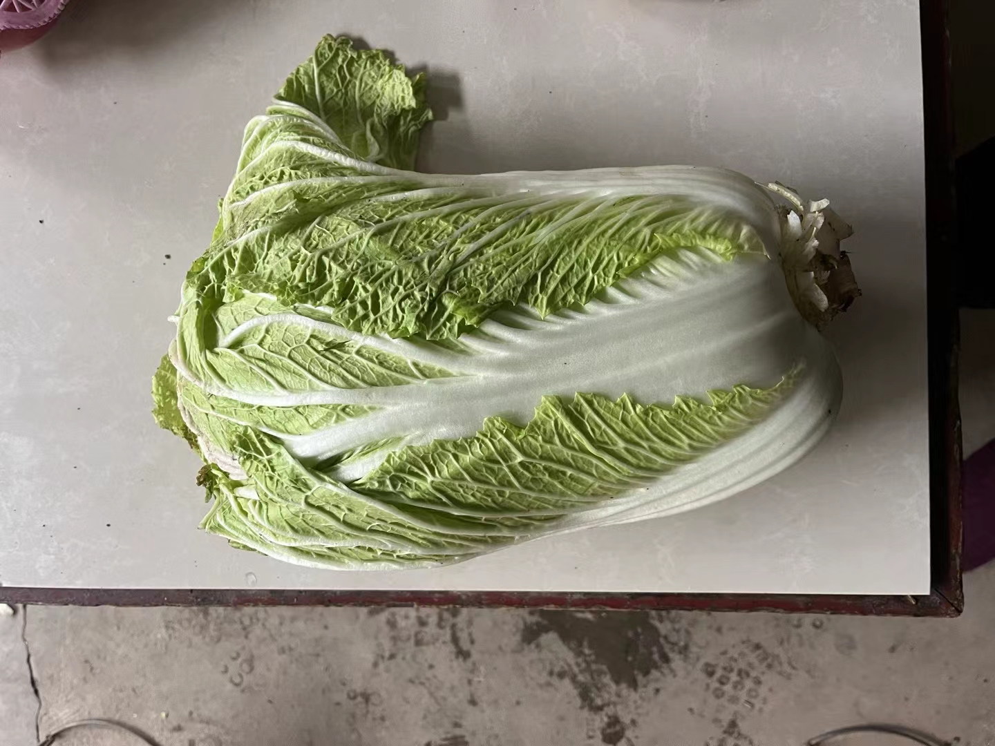 新鲜完整的大白菜实物图,展示其自然色泽与结构完整性 新鲜白菜实物图