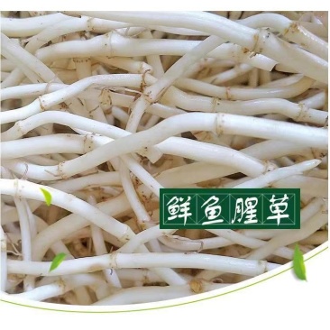 【优质推荐】鱼腥草根产地一手直发看货论价全国发货！