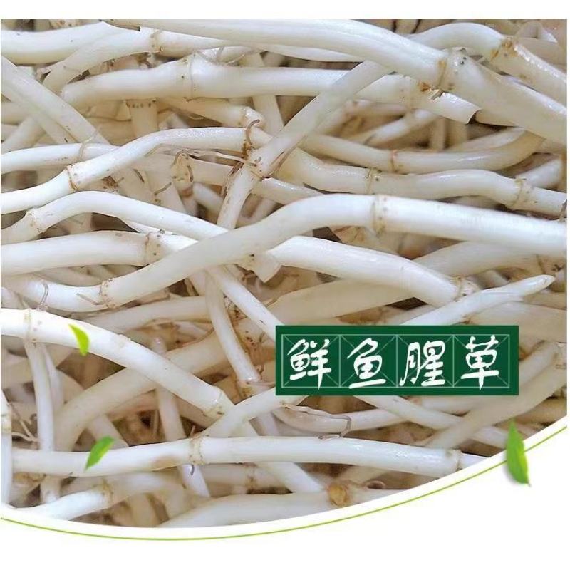 【优质推荐】鱼腥草根产地一手直发看货论价全国发货！