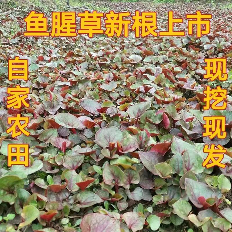 【优质推荐】鱼腥草根产地一手直发看货论价全国发货！