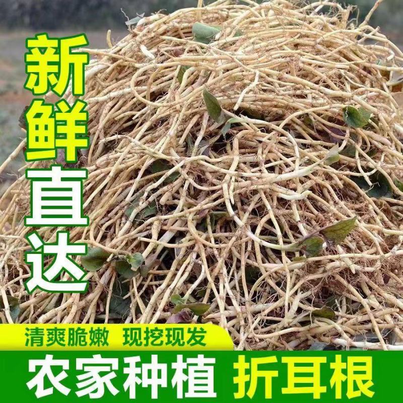 【优质推荐】鱼腥草根产地一手直发看货论价全国发货！