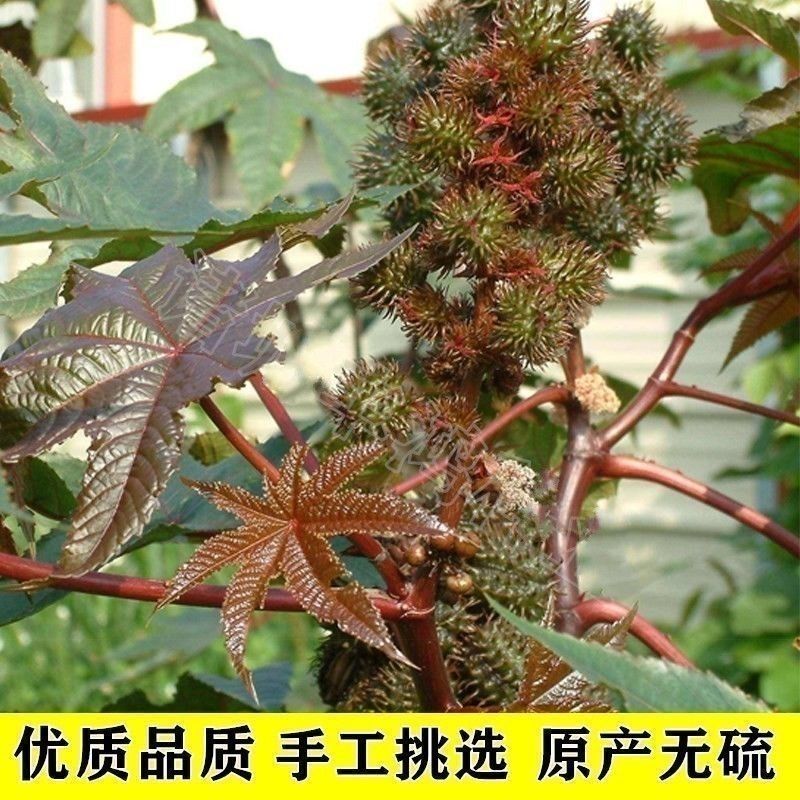 四季蓖麻种子蓖麻子秋季绿蓖麻种子新货野生篦麻籽仁红蓖