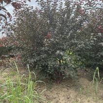 丛生红叶重瓣榆叶梅：高1.8-2米，冠1.5米以上。