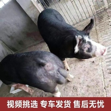 英格兰巴克夏公猪母猪仔猪黑育肥仔猪