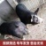 英格兰巴克夏公猪母猪仔猪黑育肥仔猪