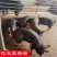 英格兰巴克夏公猪母猪仔猪黑育肥仔猪
