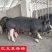 英格兰巴克夏公猪母猪仔猪黑育肥仔猪