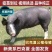 英格兰巴克夏公猪母猪仔猪黑育肥仔猪
