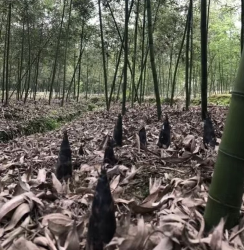 优质雷竹苗基地直供一手货源品质保证欢迎采购