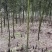 优质雷竹苗基地直供一手货源品质保证欢迎采购