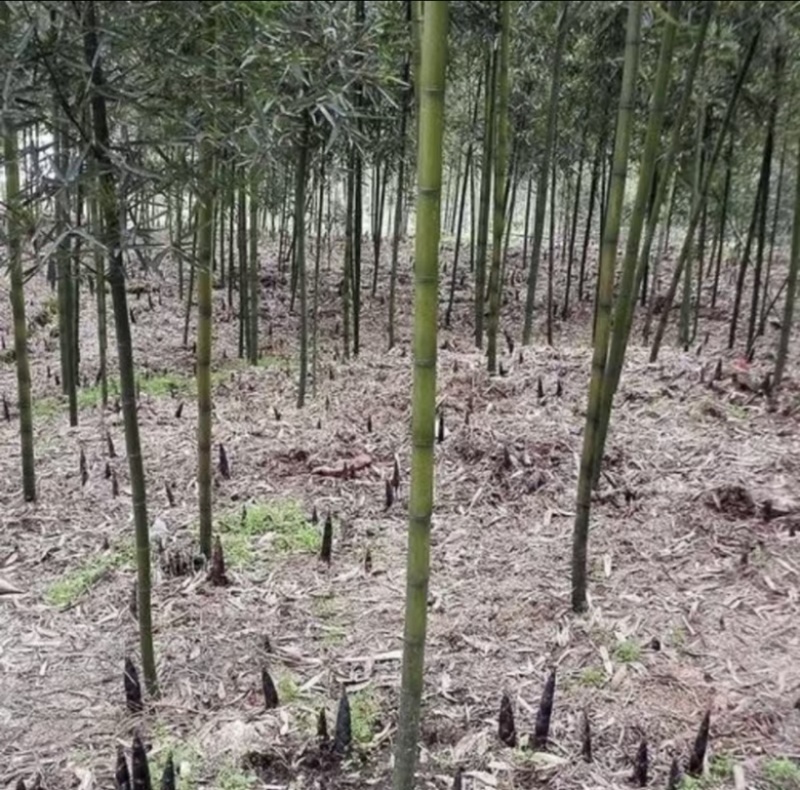 优质雷竹苗基地直供一手货源品质保证欢迎采购
