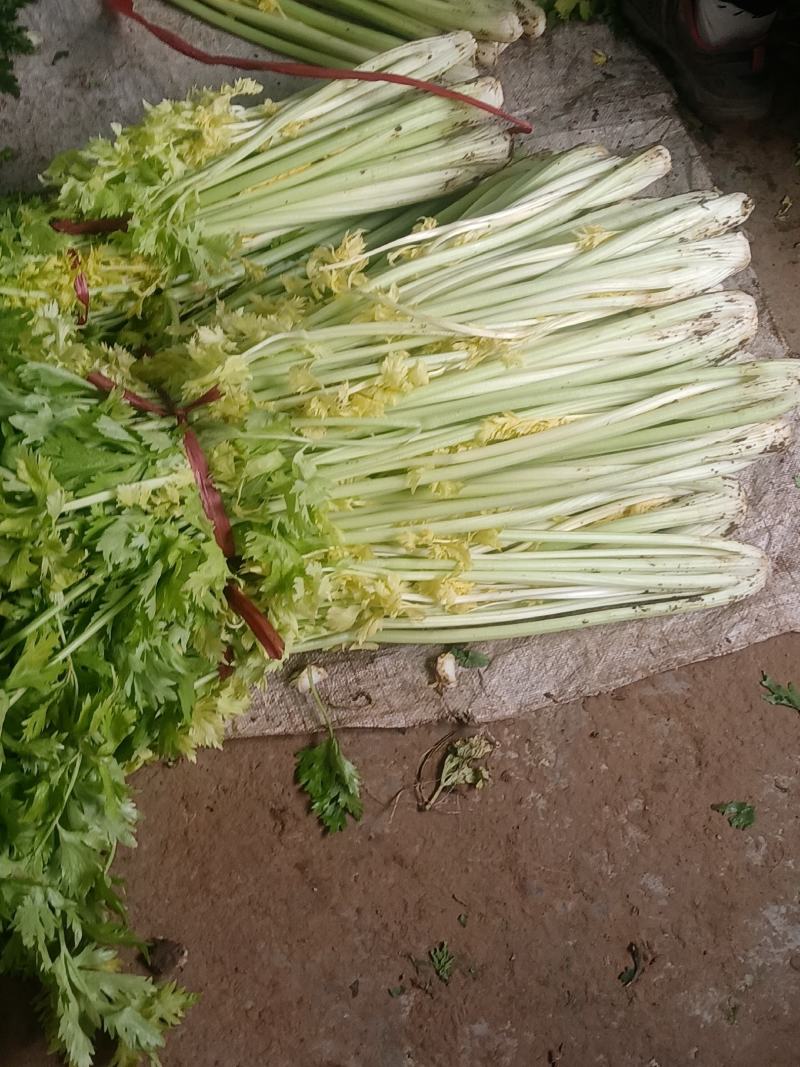 桂河芹菜