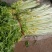 桂河芹菜