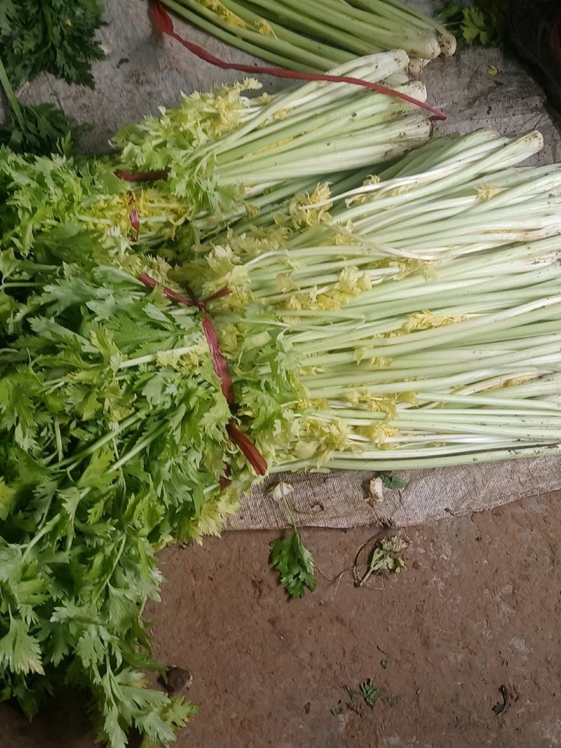 桂河芹菜
