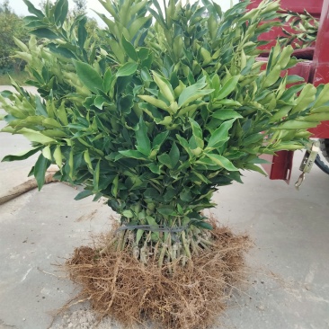 脆蜜脆皮树苗，一年新苗二年移栽苗杯苗，可带土球带果苗