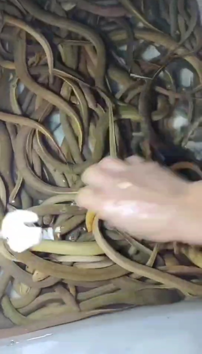 土黄蟮品质保证诚信经营有需要的老板可以咨询