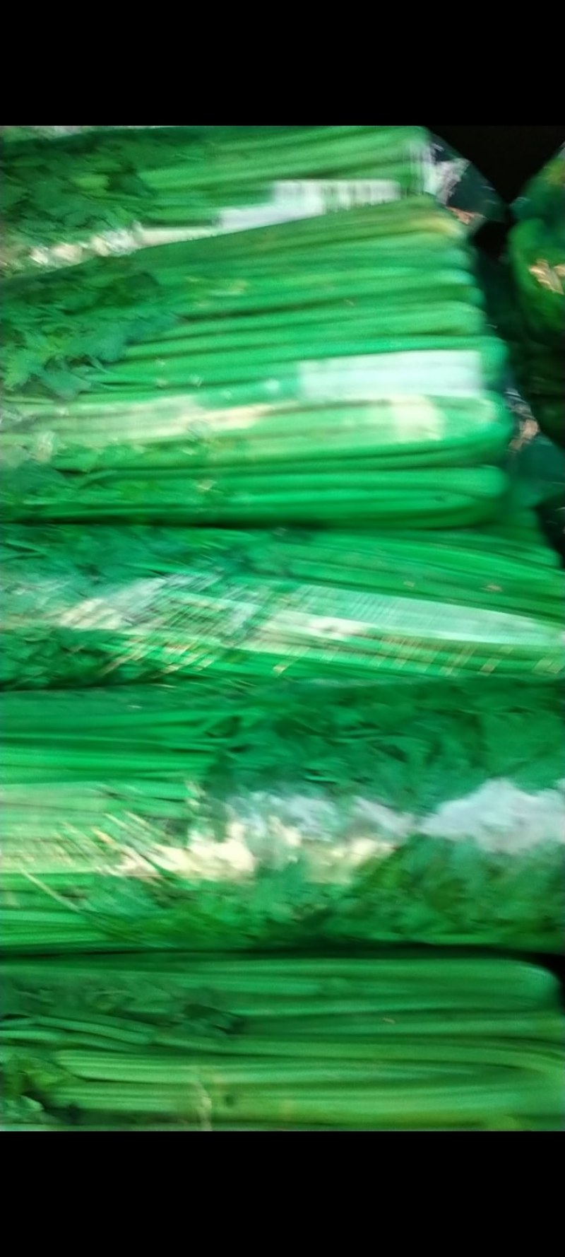 商河有机芹菜