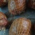 【卤味】酱卤五香肘子，正宗猪肘子，一件起发，量大从优。