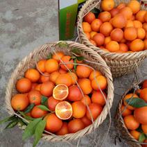 塔罗科血橙重庆血橙新鲜橙子红心薄皮应季水果红脐橙来电洽谈