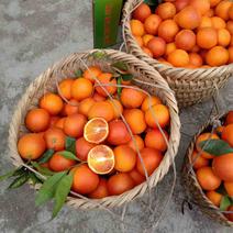 塔罗科血橙口感纯甜重庆基地直发对接电商市场档口商超来电报价