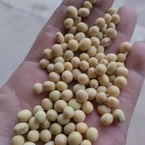 黄豆湖北恩施纯绿色黄豆我父亲种植的，没打任何农药有机黄豆