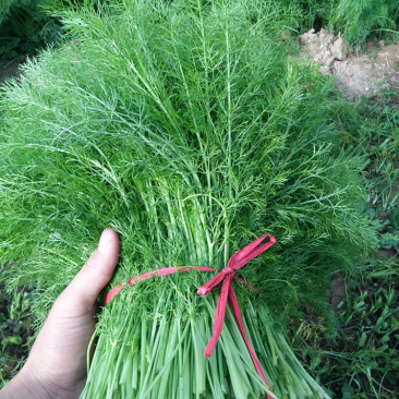 【实力供货】精品