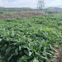 云南大理贡菜场地直发，一手货源，量大从优