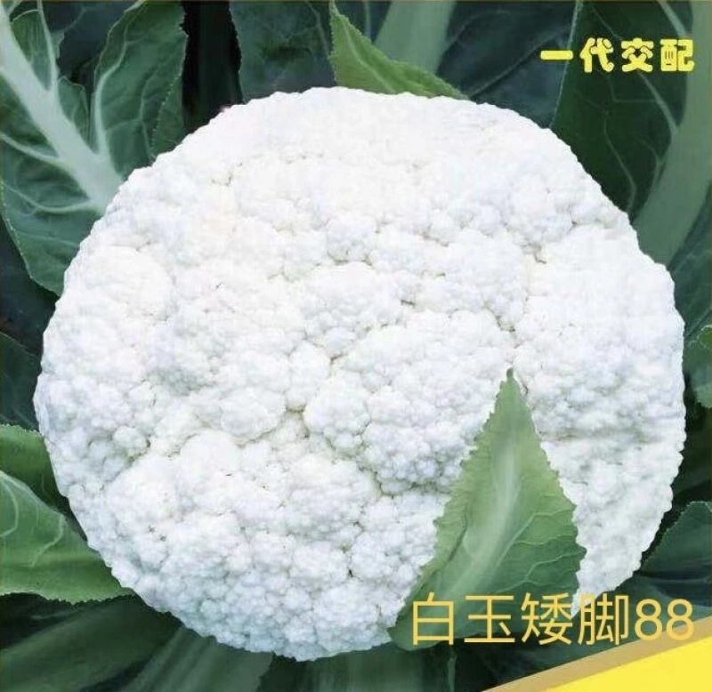 精品有机花菜松花菜菜花产地直发一手货源欢迎联系购买