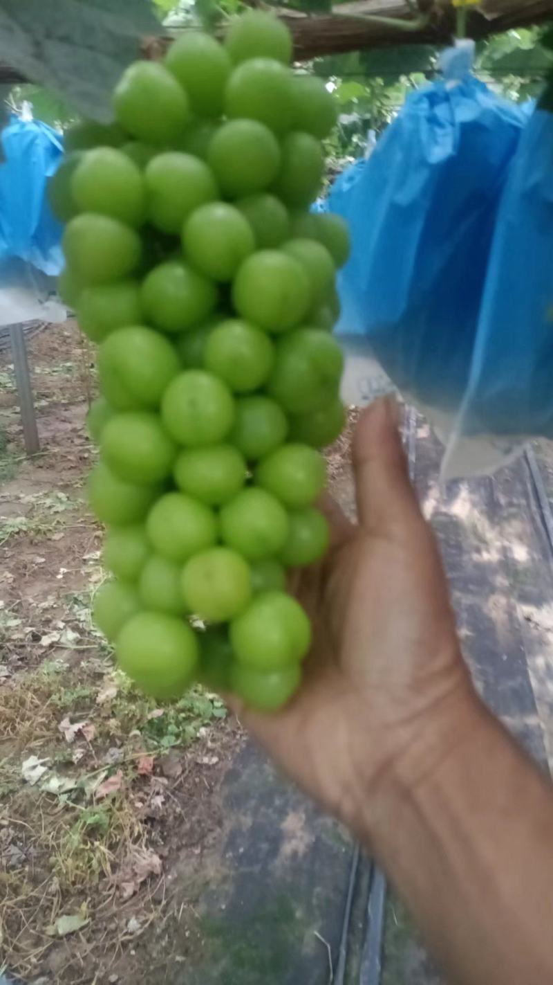 陕西咸阳阳光玫瑰产地直发货源充足欢迎咨询